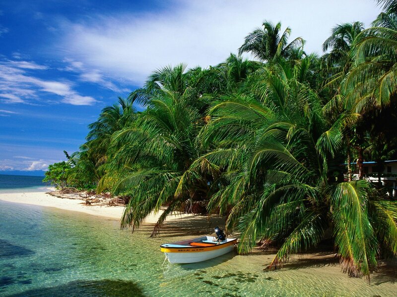 tropical beach with palm trees