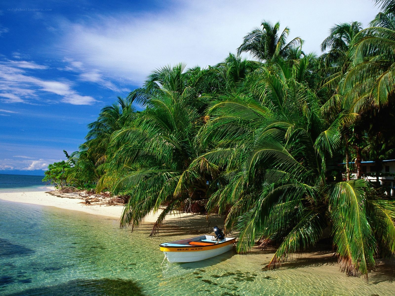 tropical beach with palm trees