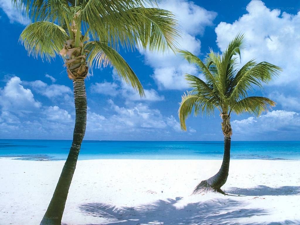tropical beach with palm trees