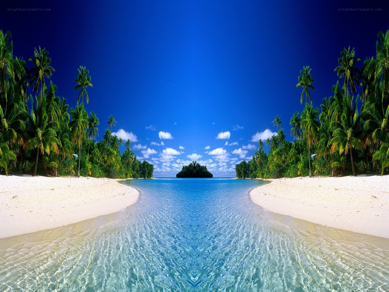 tropical beach with palm trees