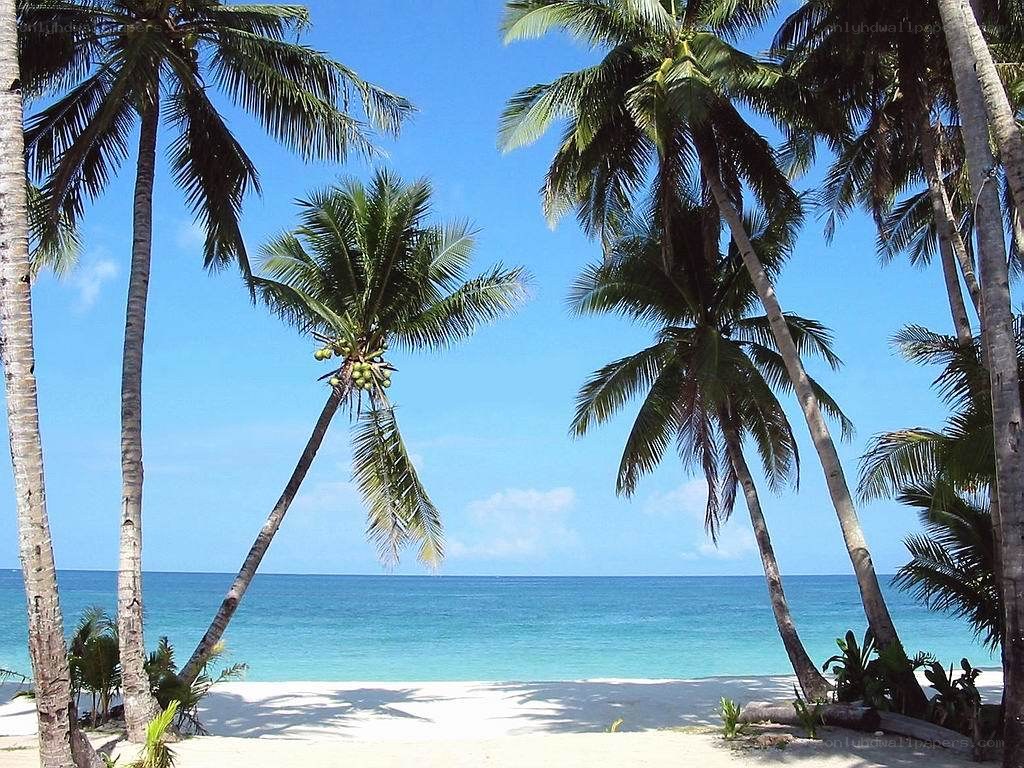 tropical beach with palm trees