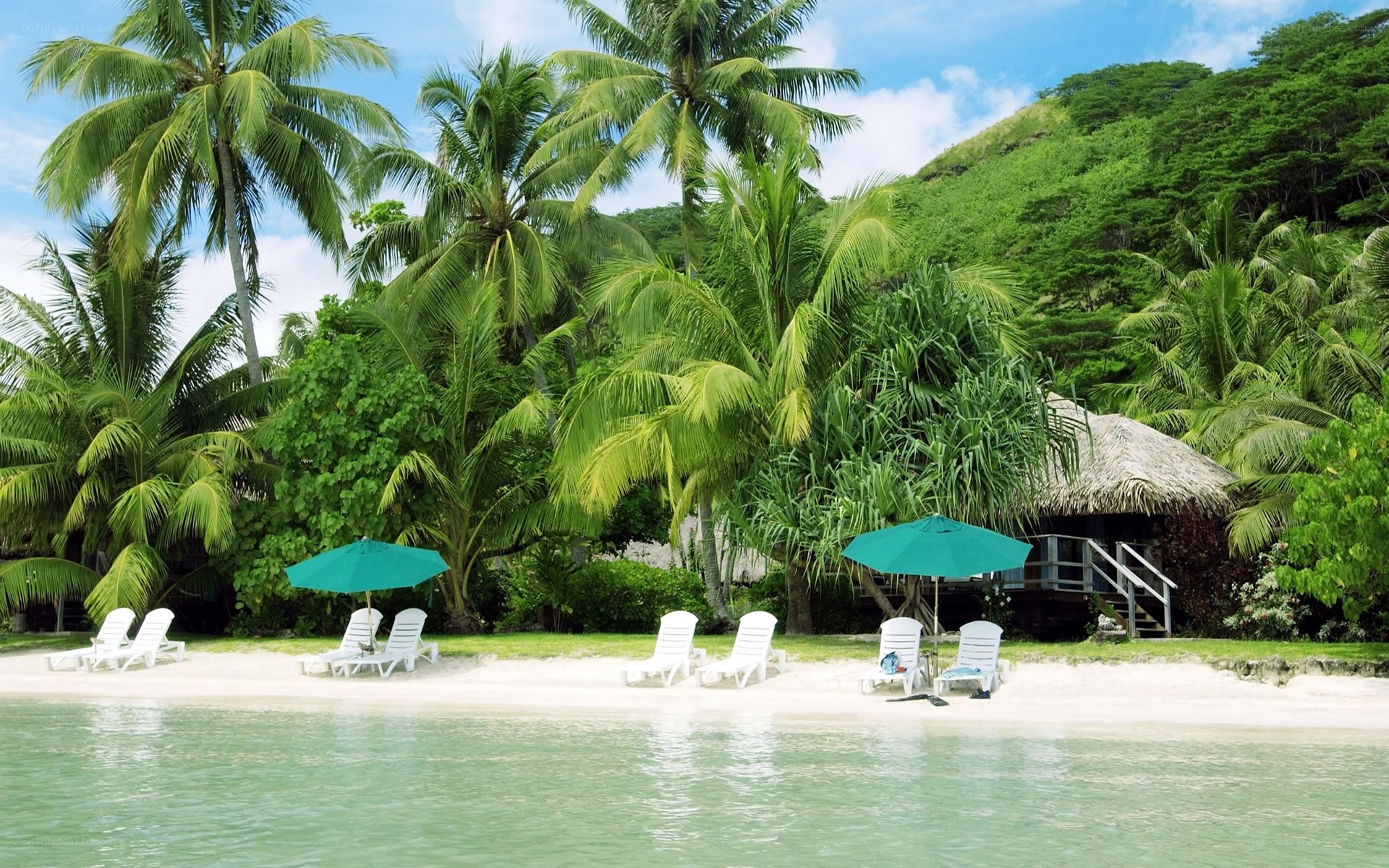 tropical beach with palm trees