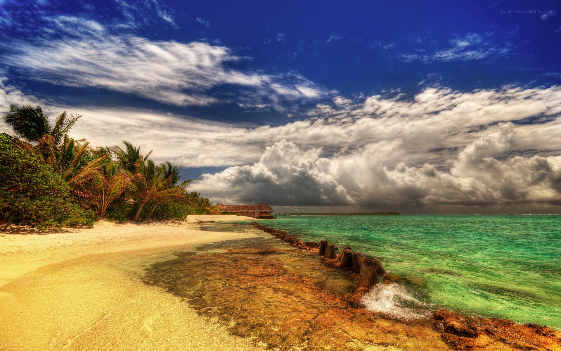 tropical beach with palm trees
