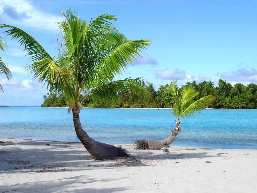 tropical beach with palm trees
