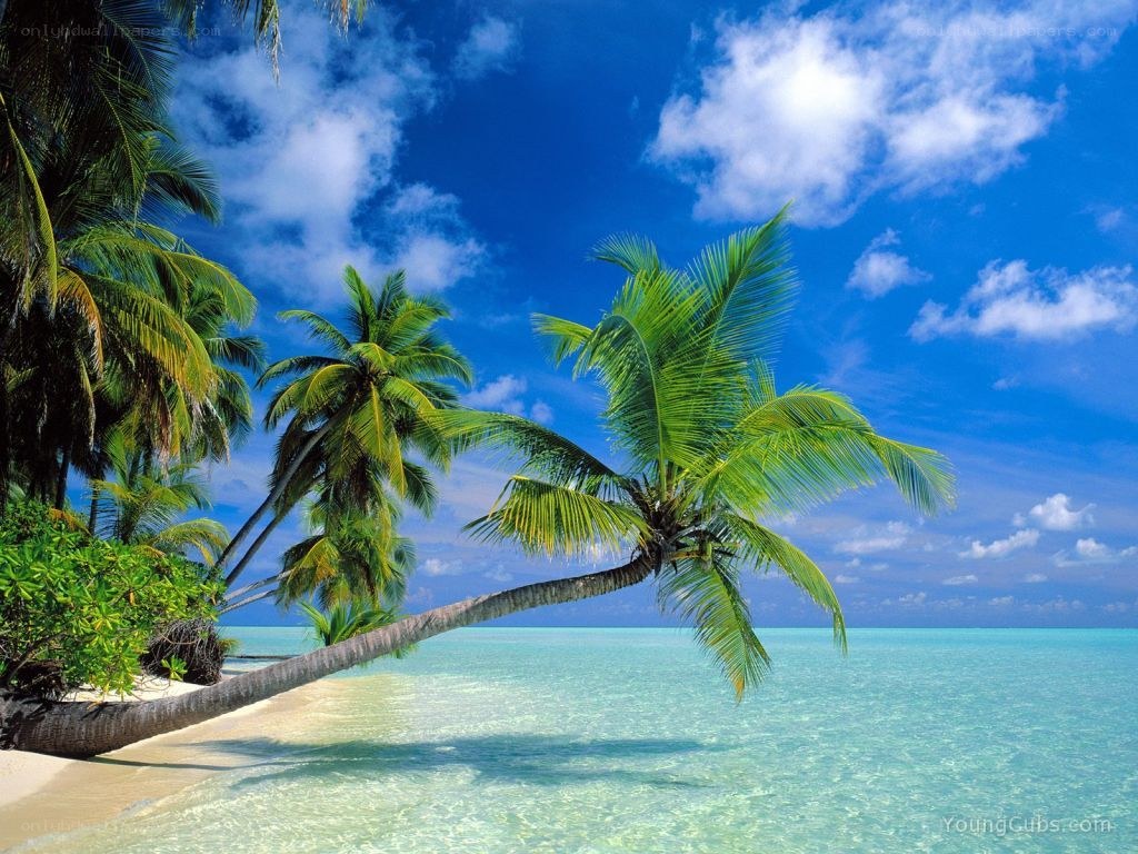 Tropical beach with palm trees