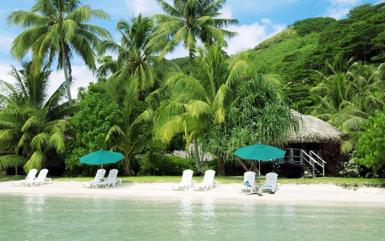 Tropical beach with palm trees