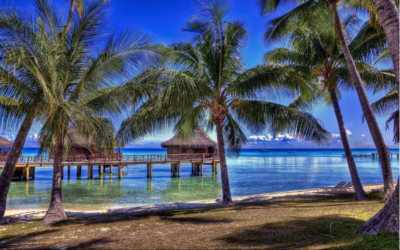 Tropical beach with palm trees