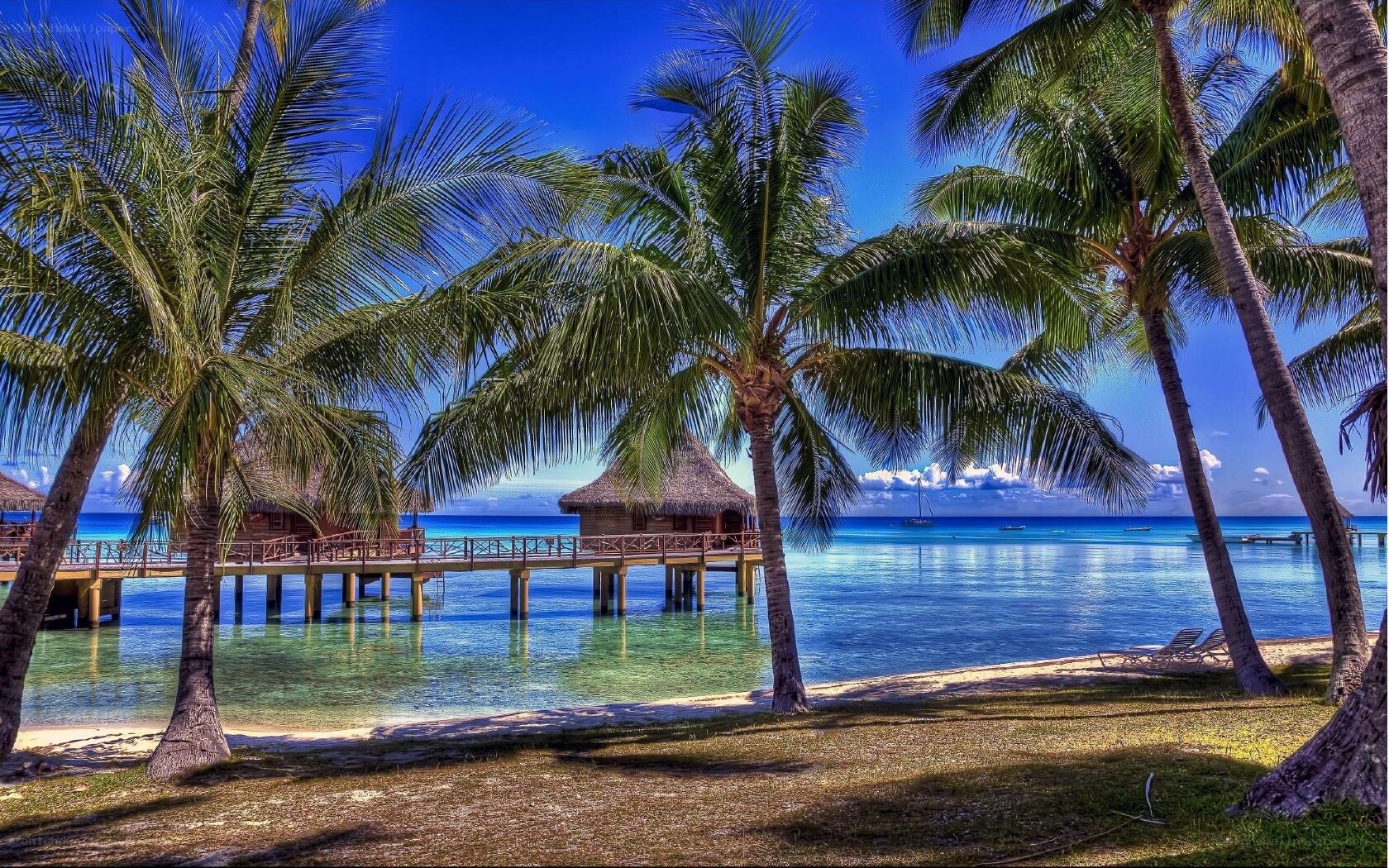 Tropical beach with palm trees