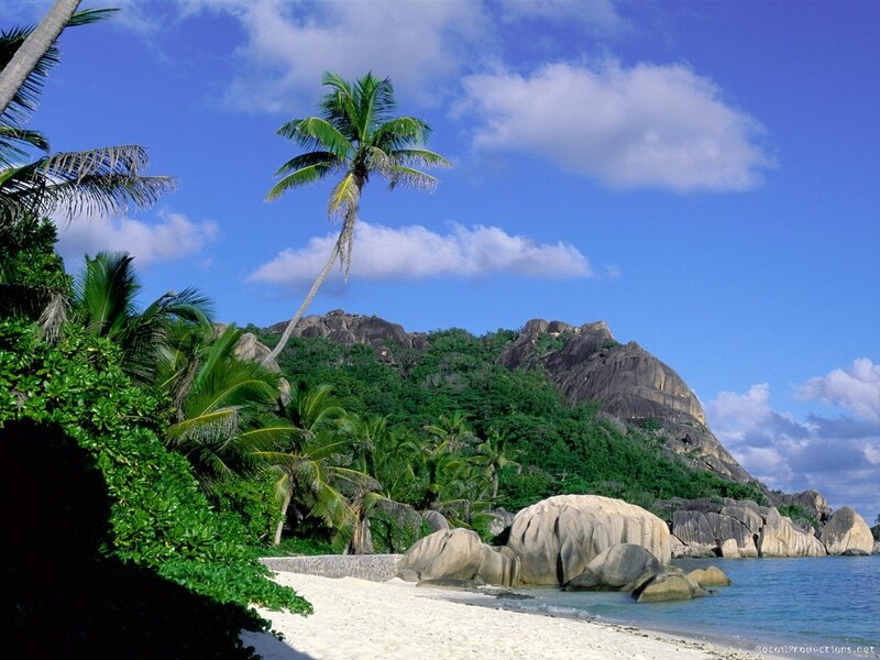 tropical beach with palm trees