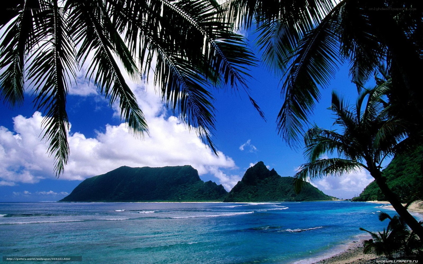 tropical beach with palm trees