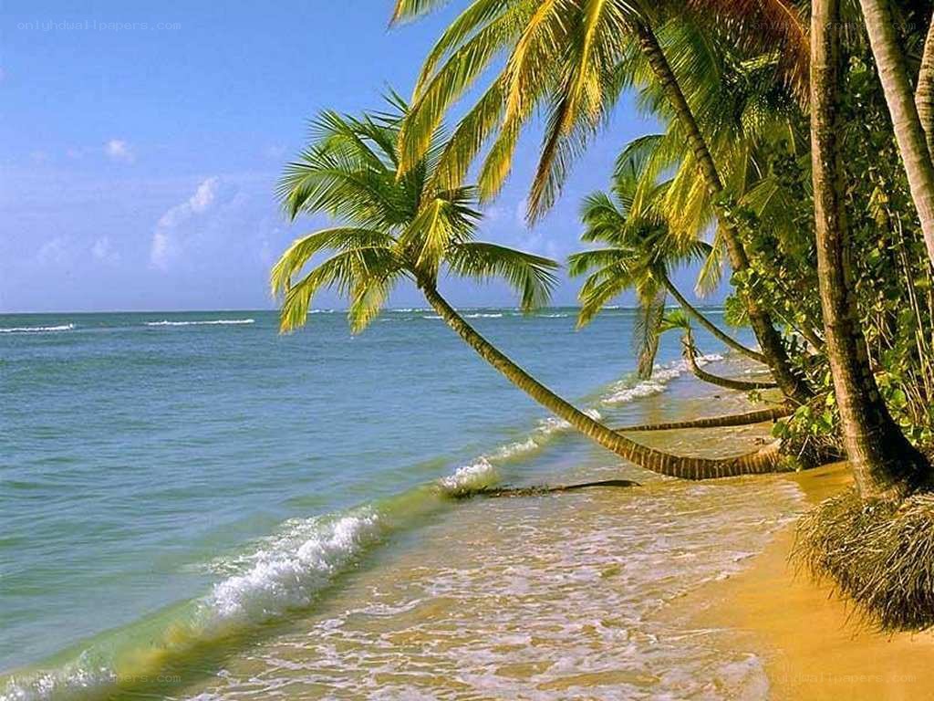 tropical beach with palm trees