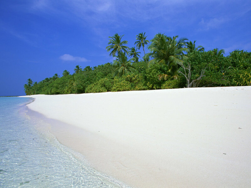 tropical beach with palm trees