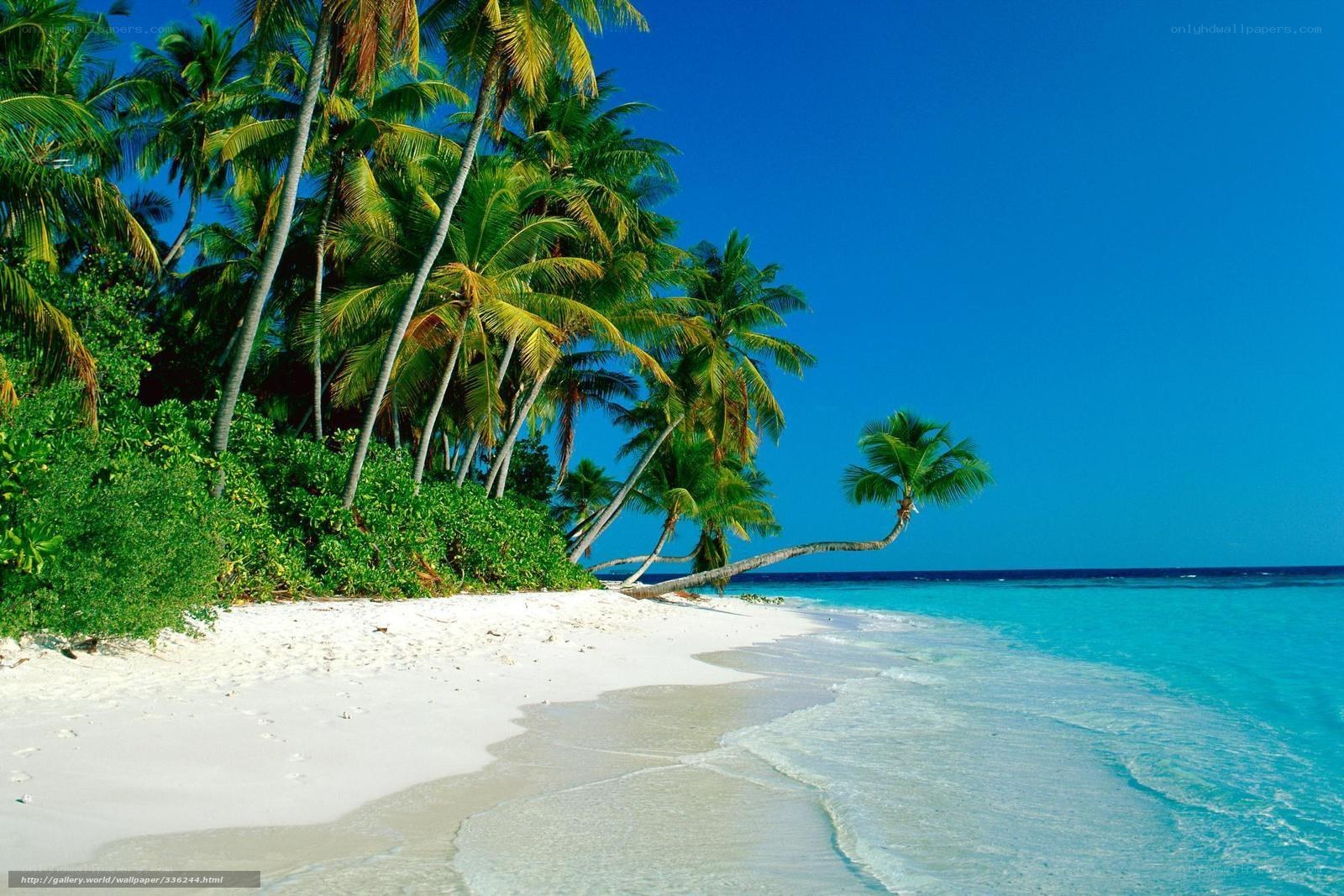 tropical beach with palm trees