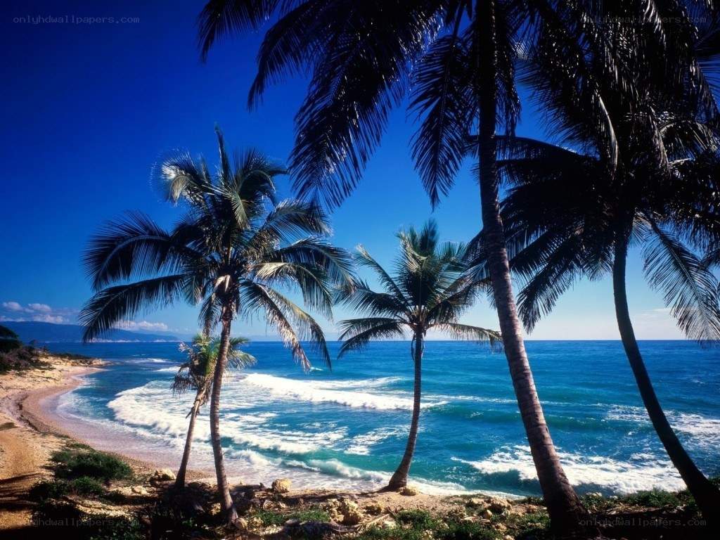 tropical beach with palm trees