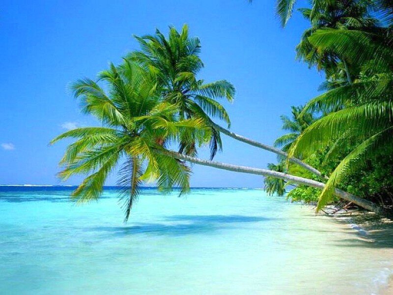 tropical beach with palm trees