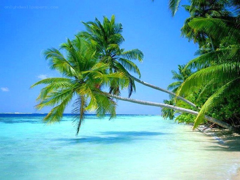 tropical beach with palm trees