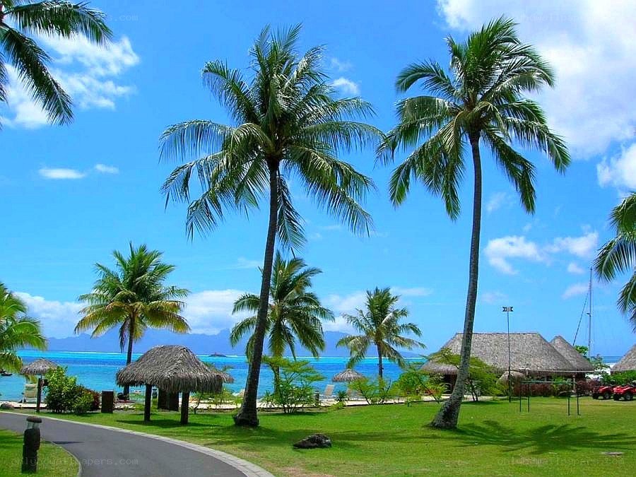 tropical beach with palm trees