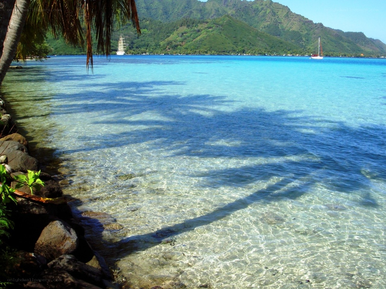 tropical beach with palm trees