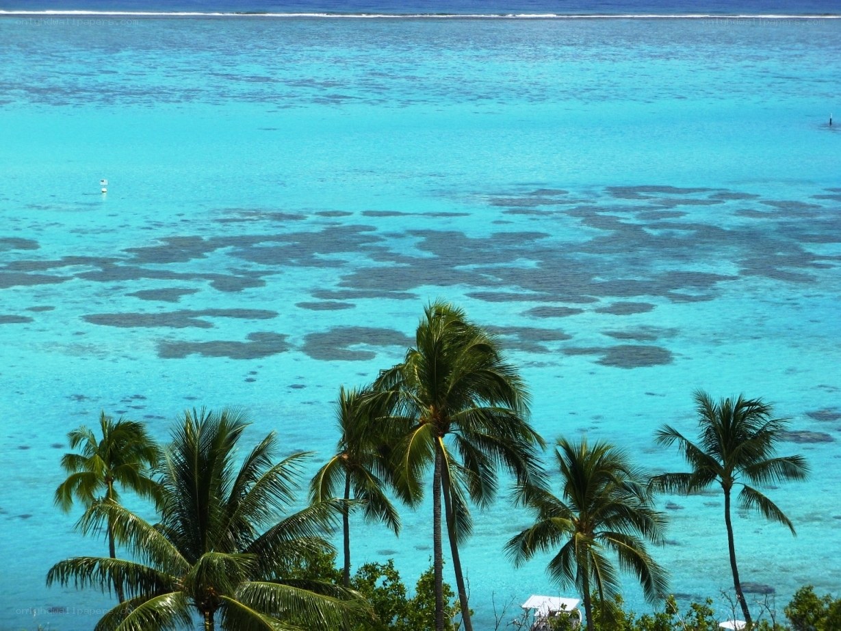 tropical beach with palm trees