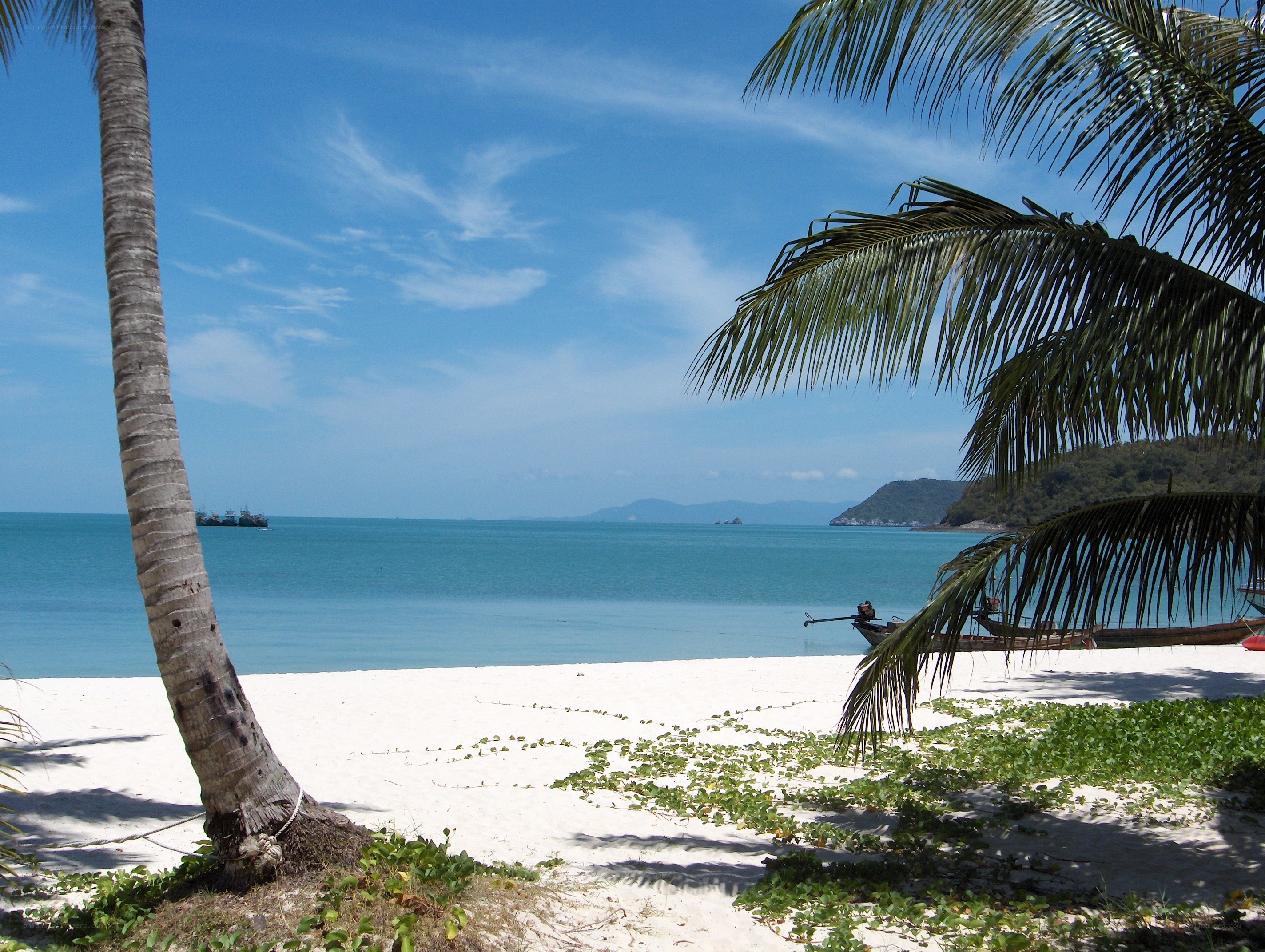 tropical beach with palm trees