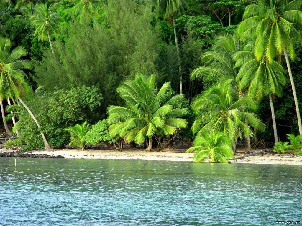 tropical beach with palm trees