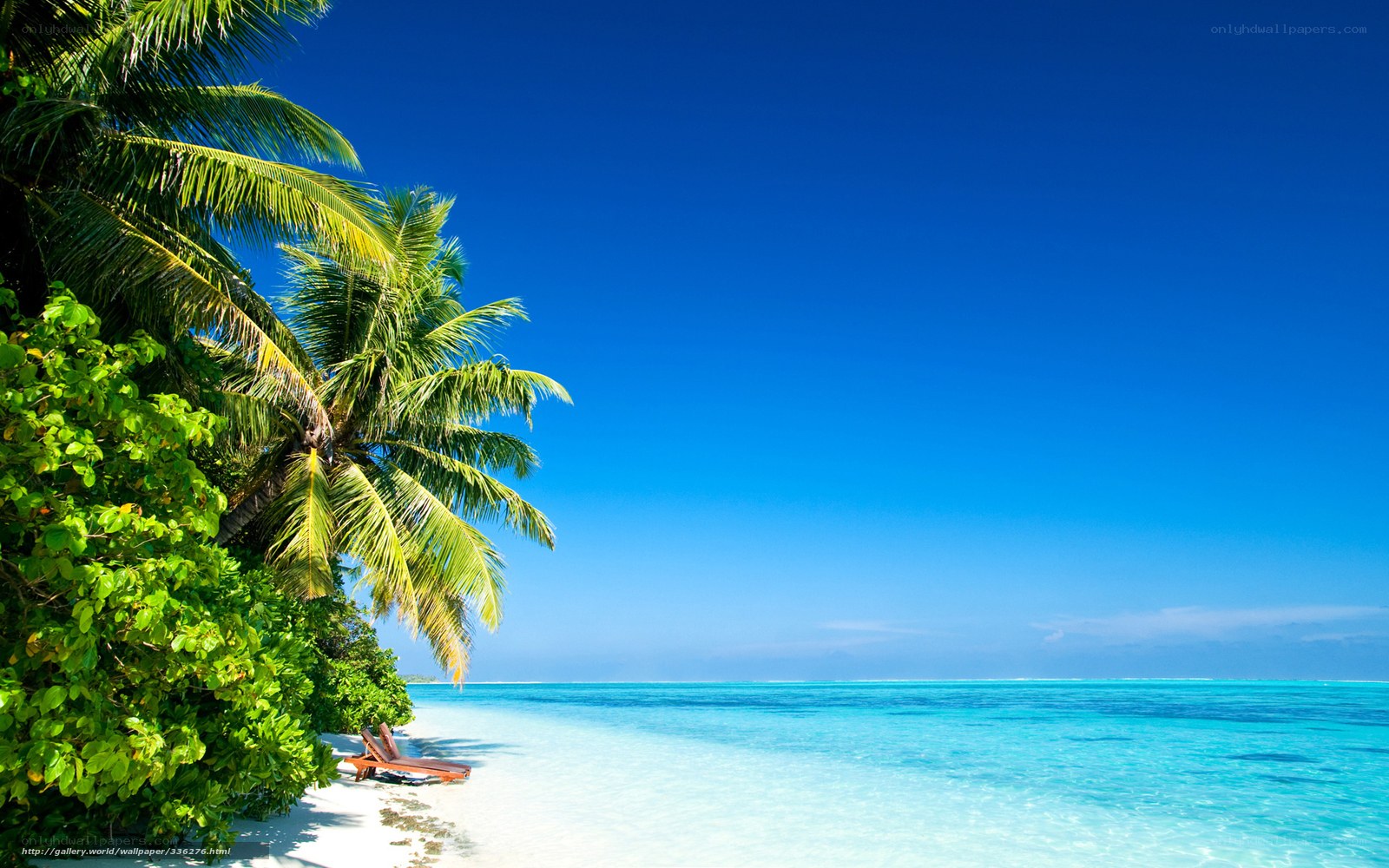 tropical beach with palm trees