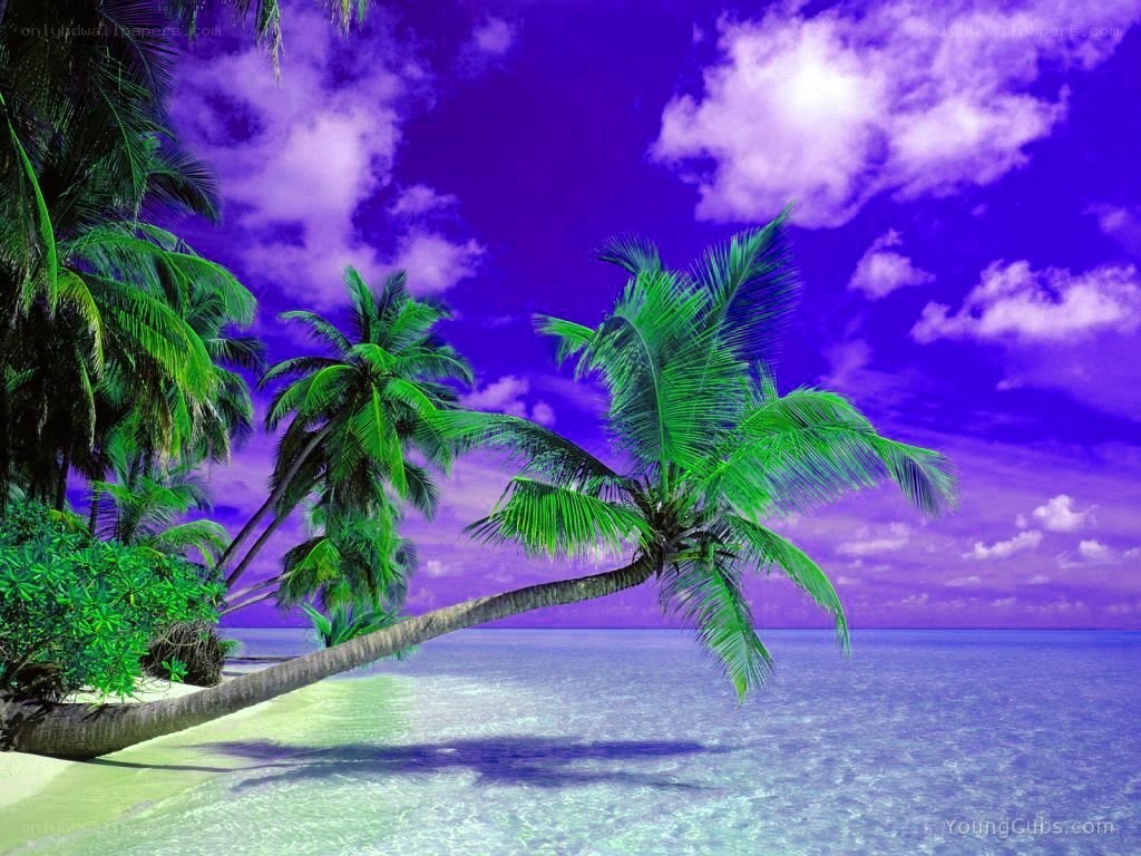 tropical beach with palm trees