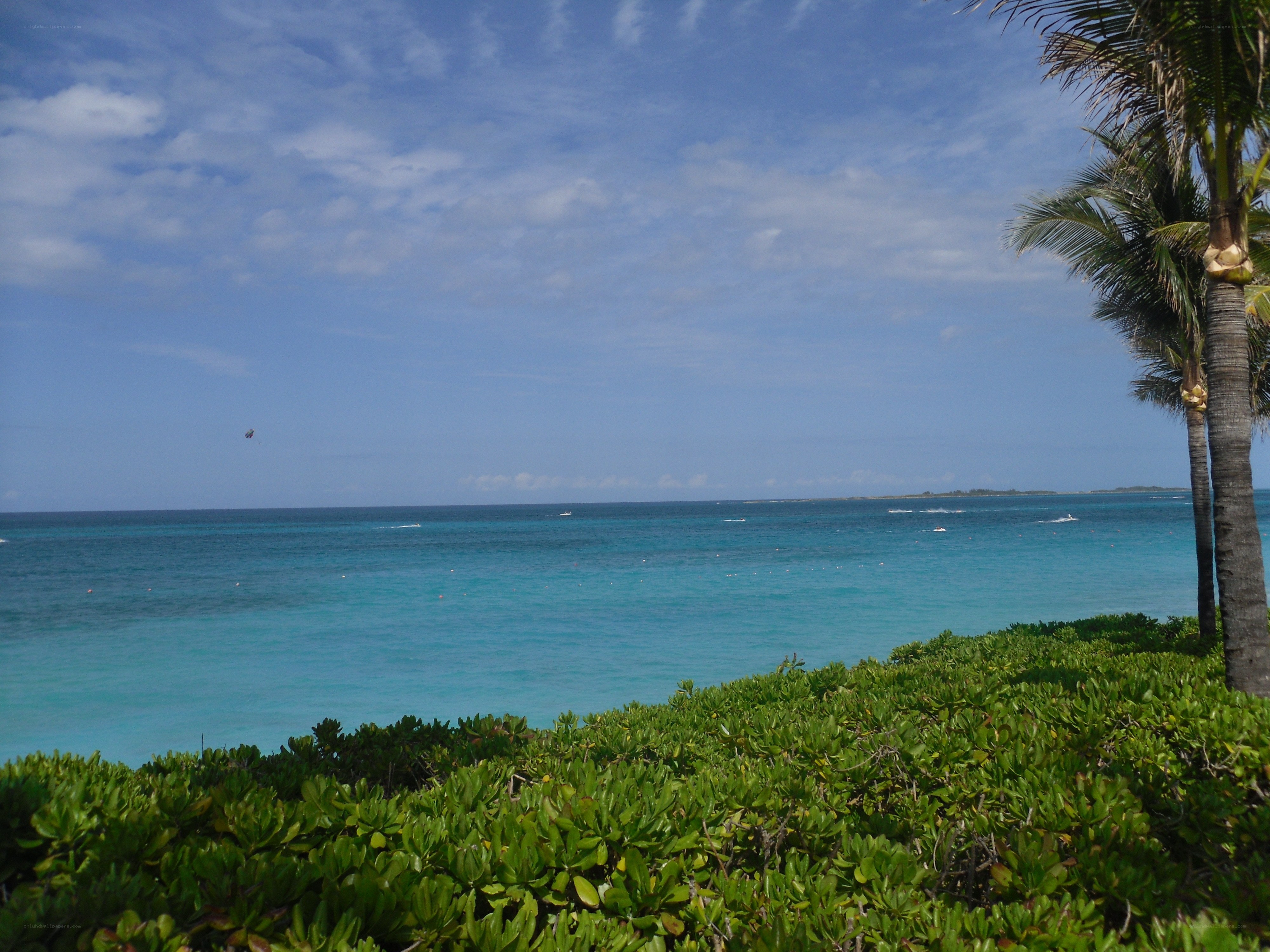 tropical beach with palm trees