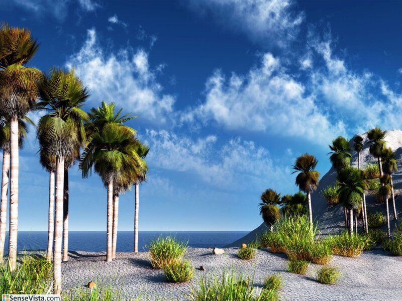 tropical beach with palm trees