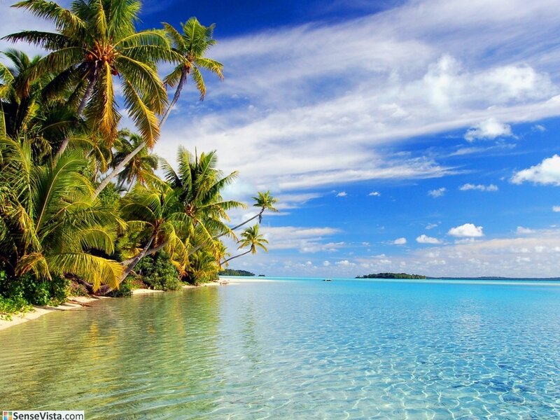 tropical beach with palm trees