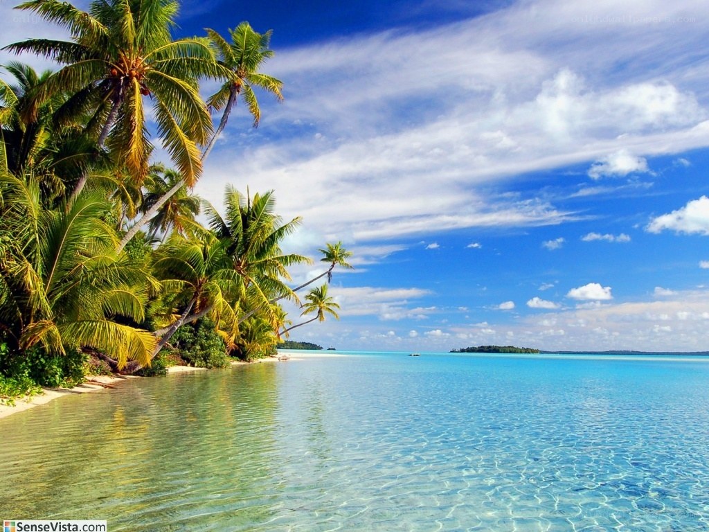 tropical beach with palm trees