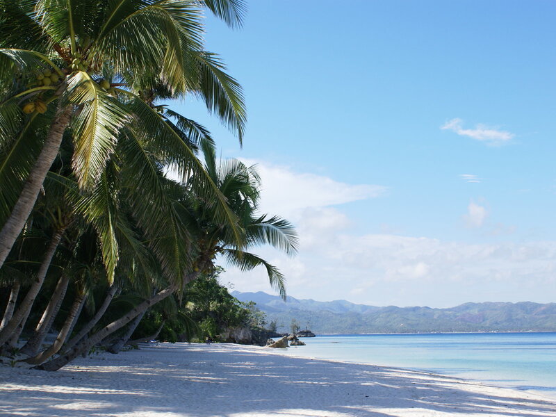 tropical beach with palm trees