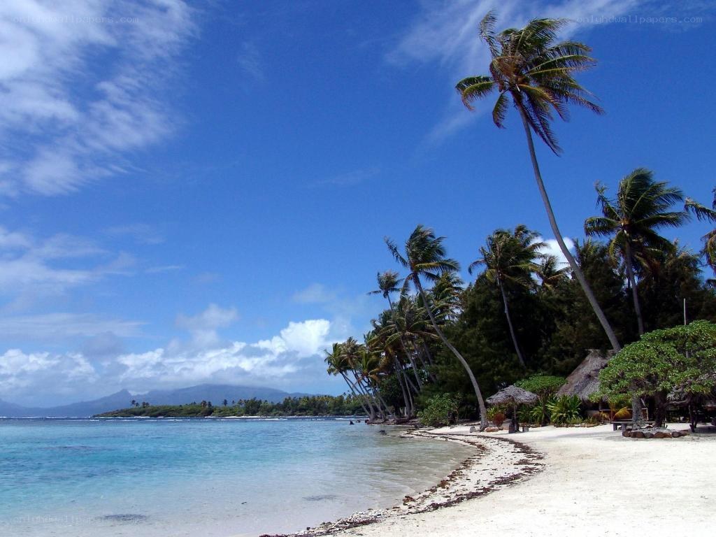 tropical beach with palm trees