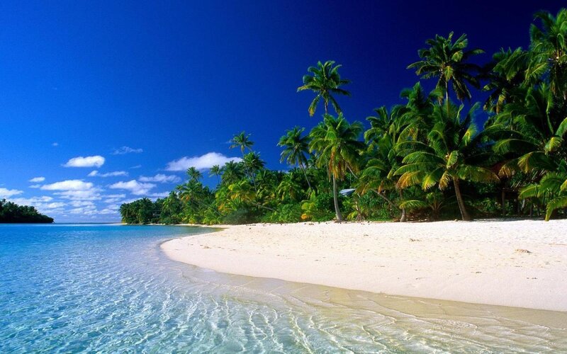 tropical beach with palm trees