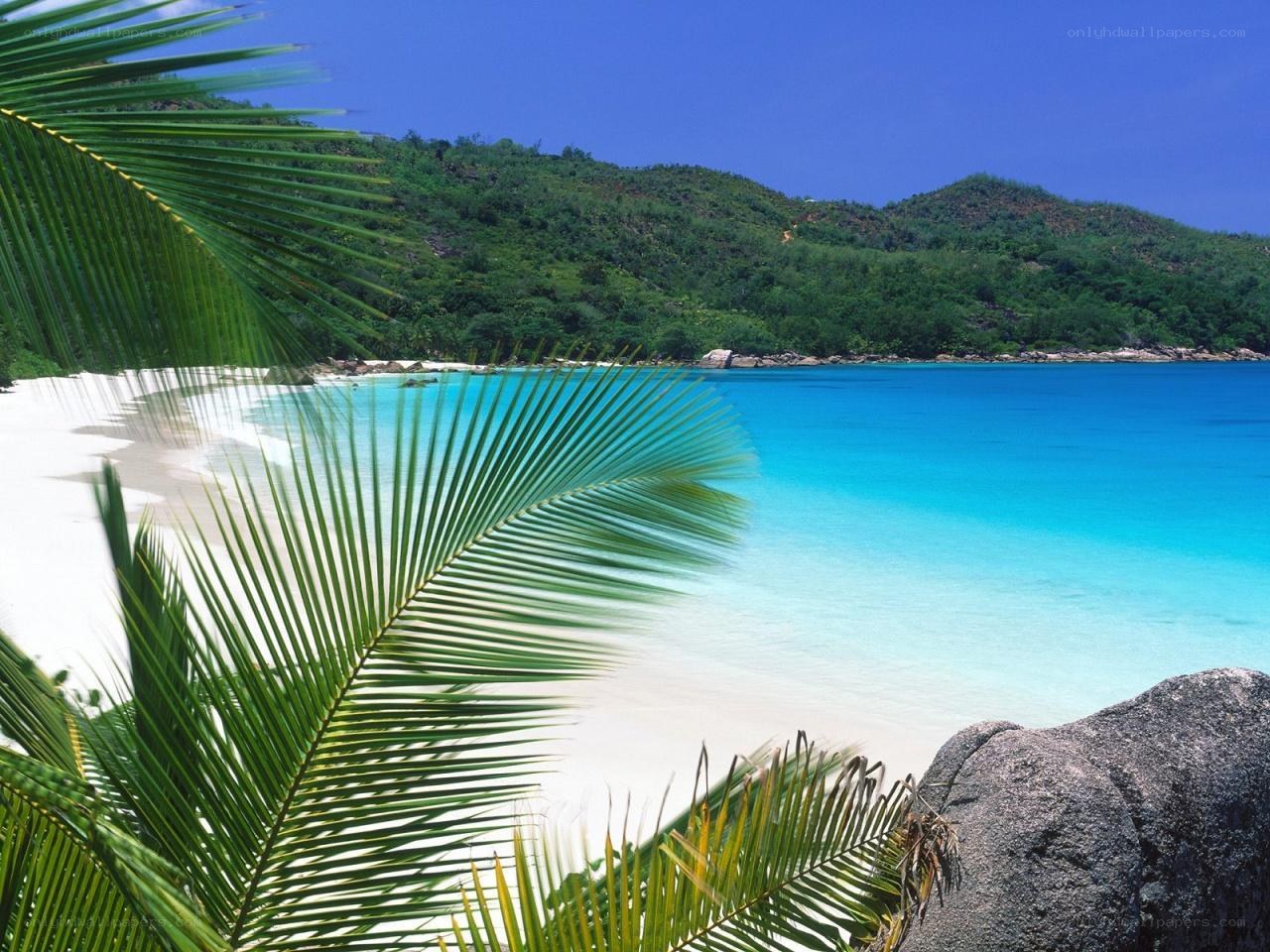 tropical beach with palm trees