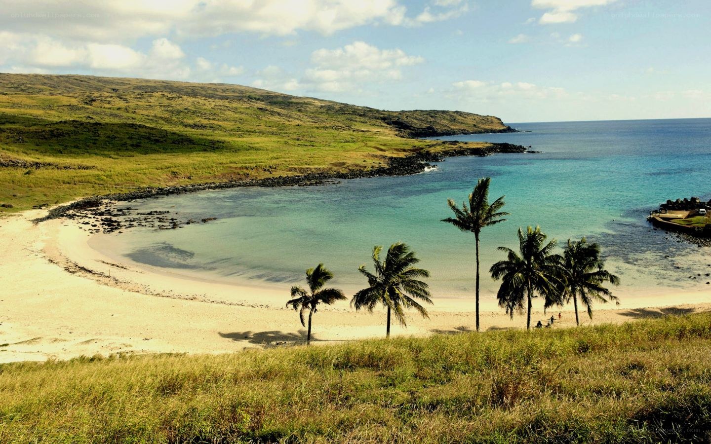 tropical beach with palm trees