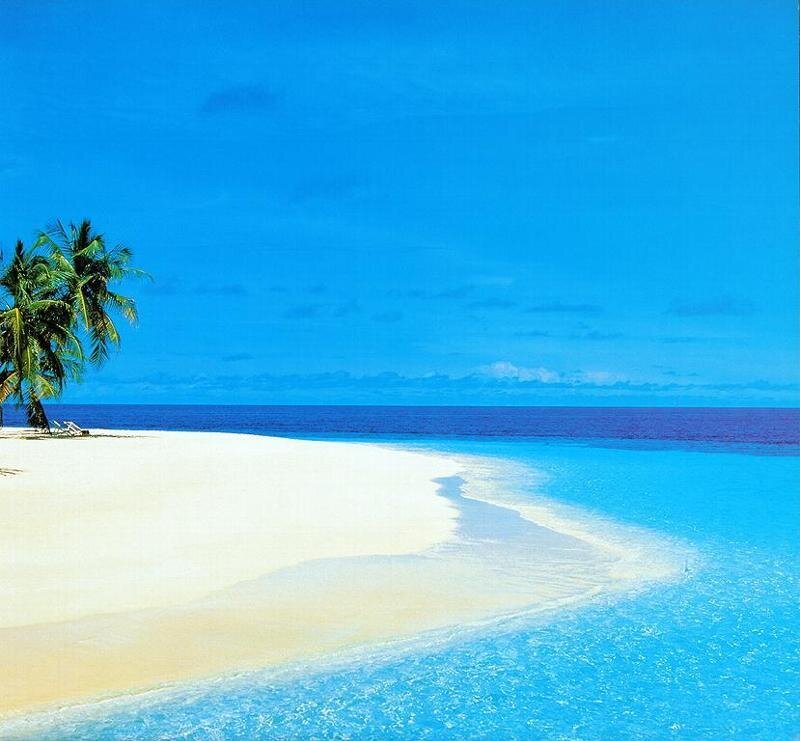 tropical beach with palm trees