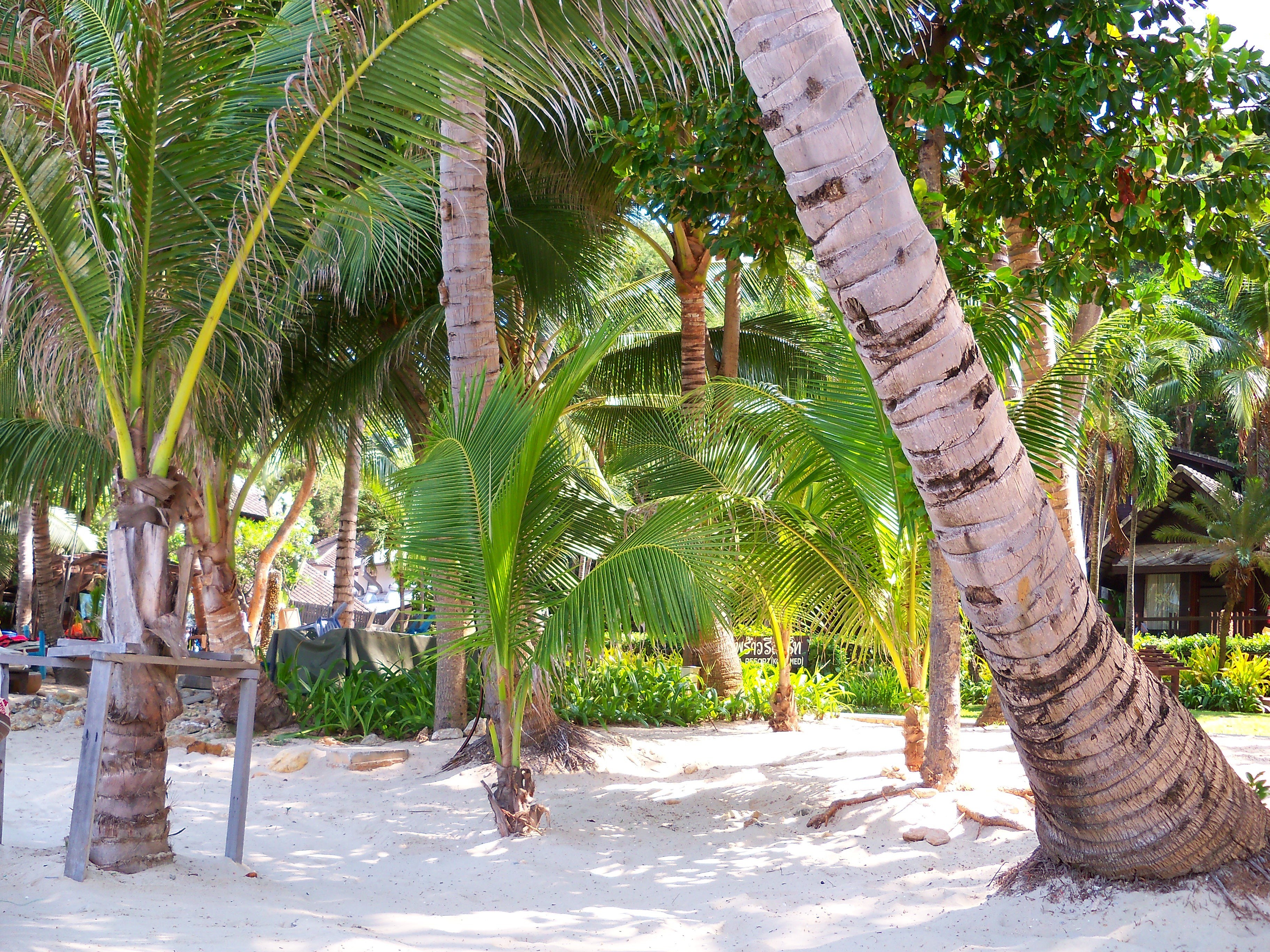 tropical beach with palm trees
