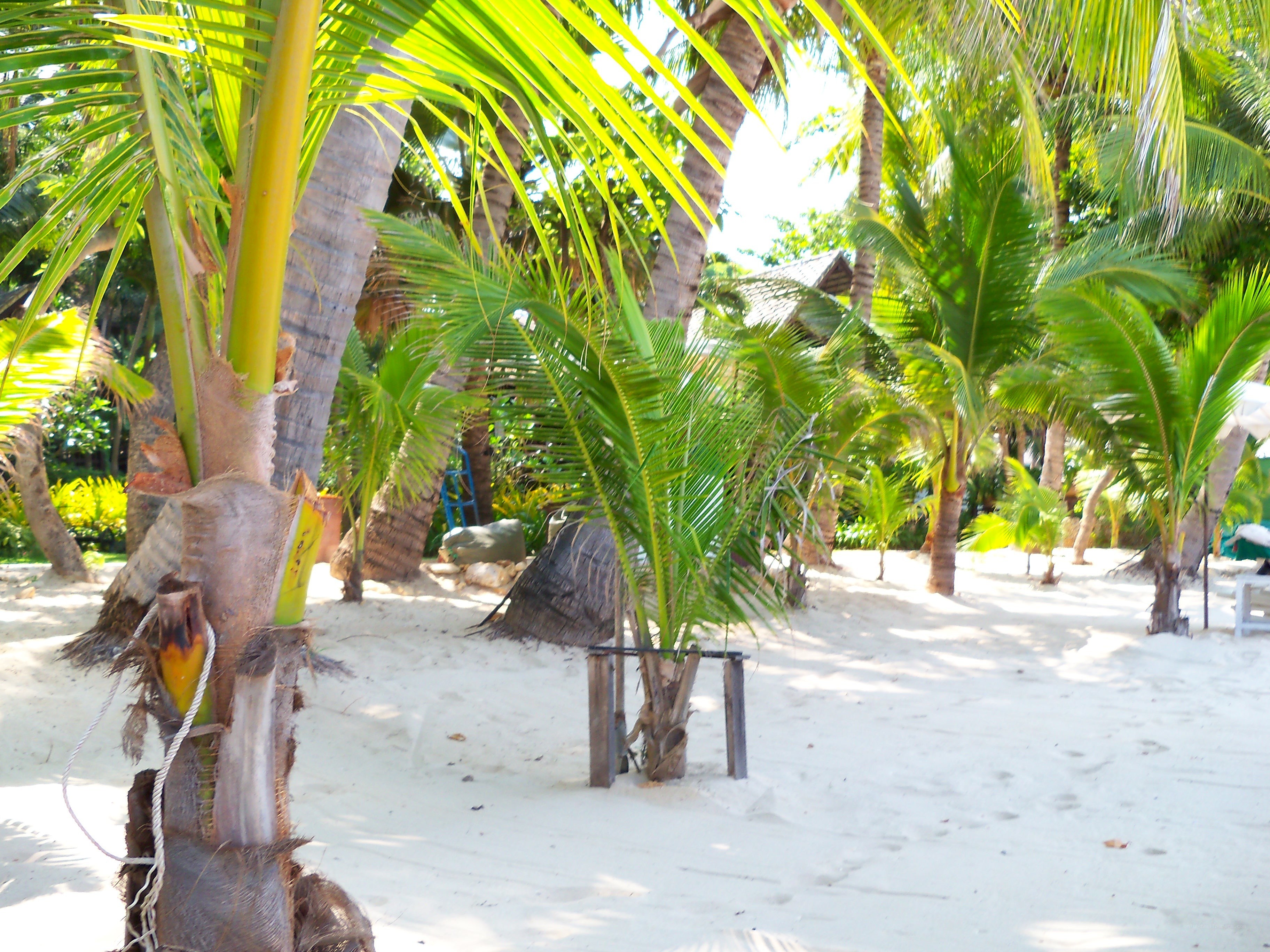 tropical beach with palm trees