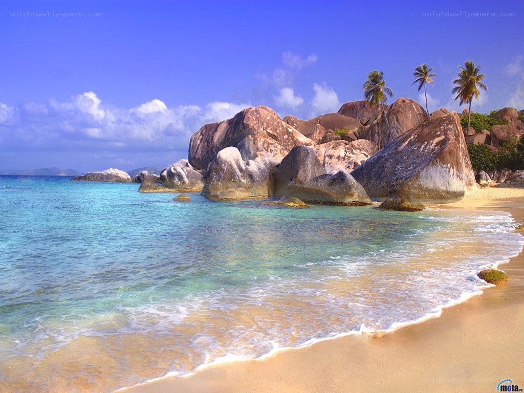 tropical beach with palm trees