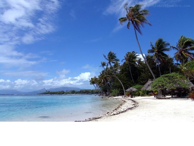tropical beach with palm trees