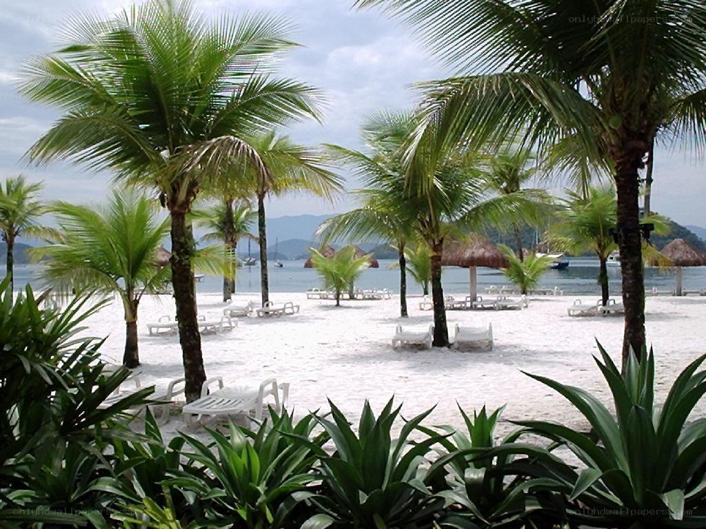 tropical beach with palm trees