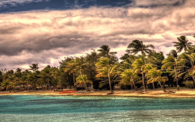 tropical beach with palm trees