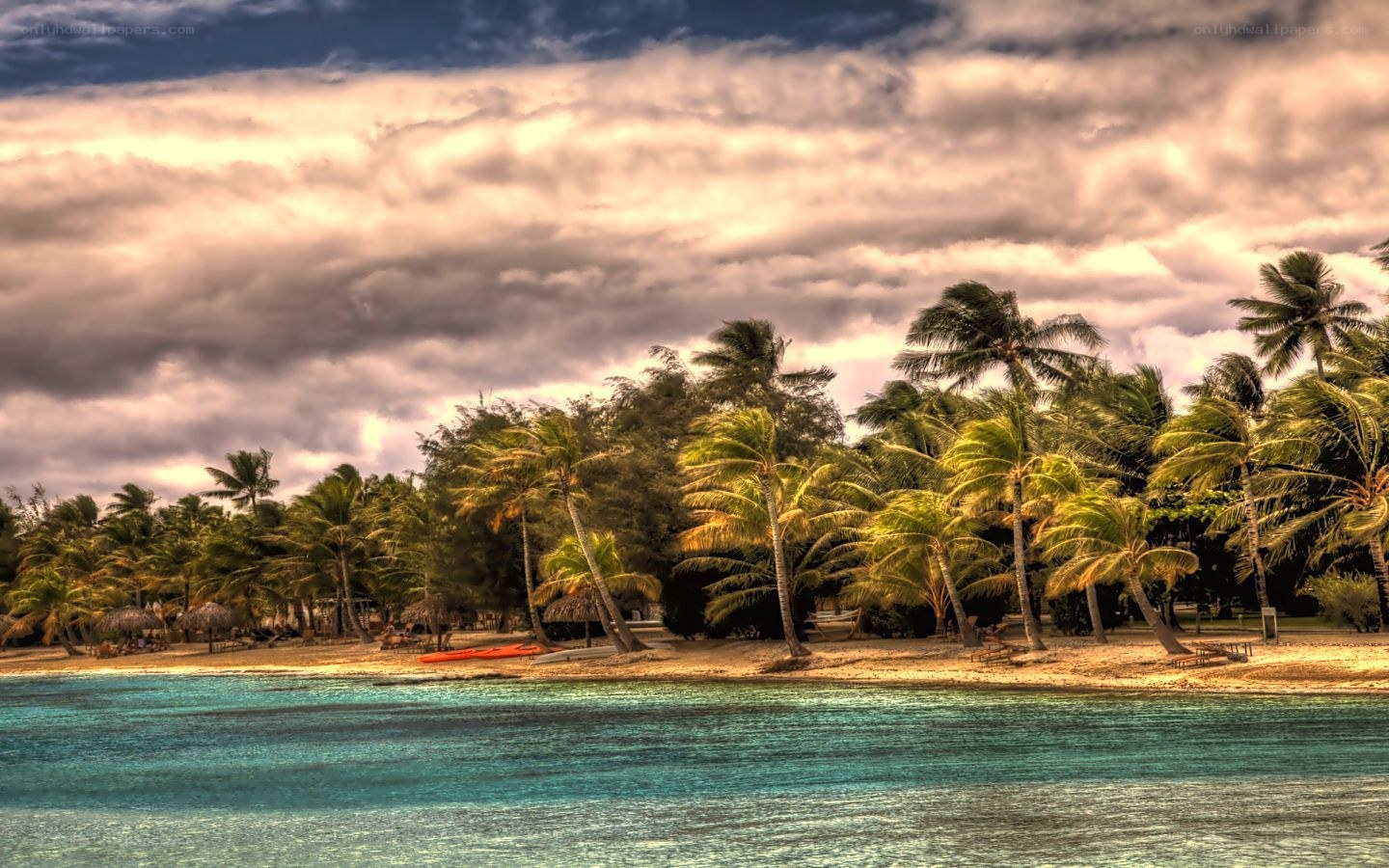 tropical beach with palm trees