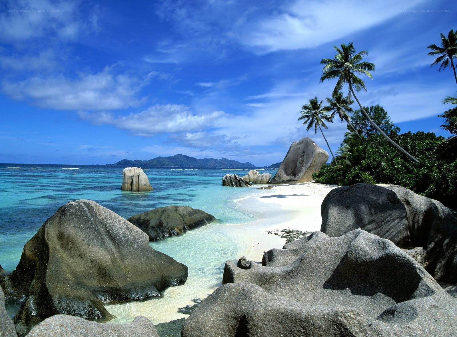 tropical beach with palm trees