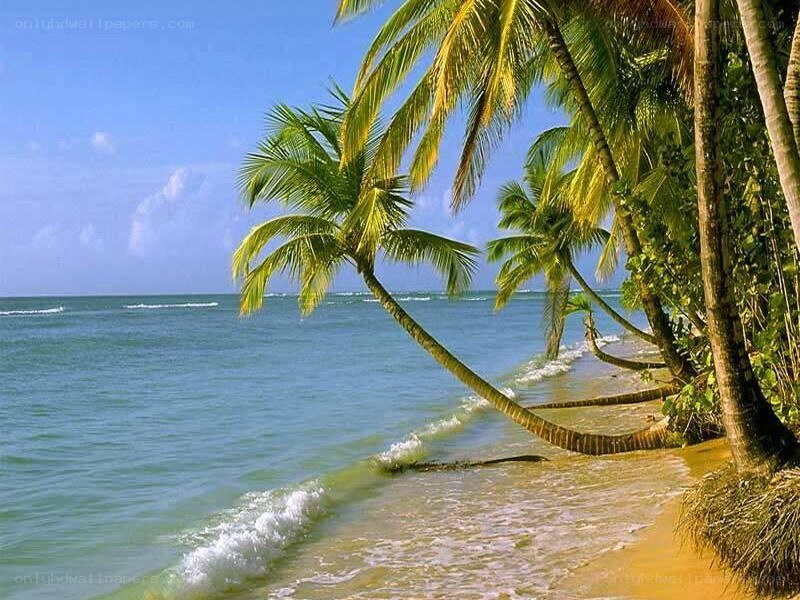 tropical beach with palm trees