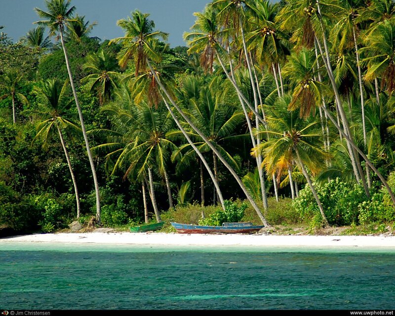 tropical beach with palm trees
