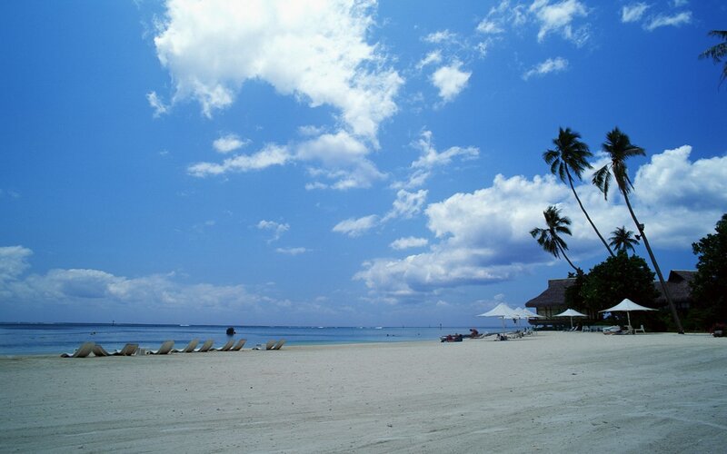 tropical beach with palm trees