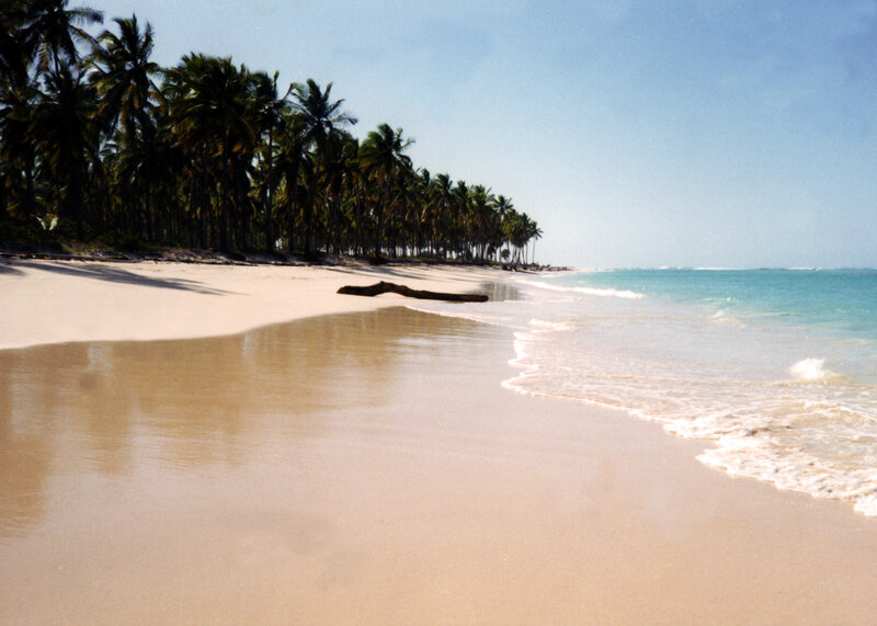 tropical beach with palm trees