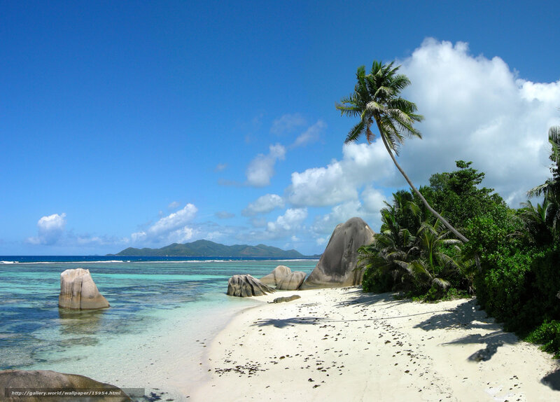 tropical beach with palm trees
